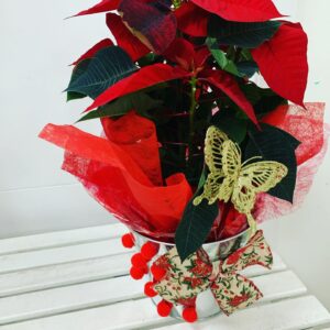 Flor de pascua